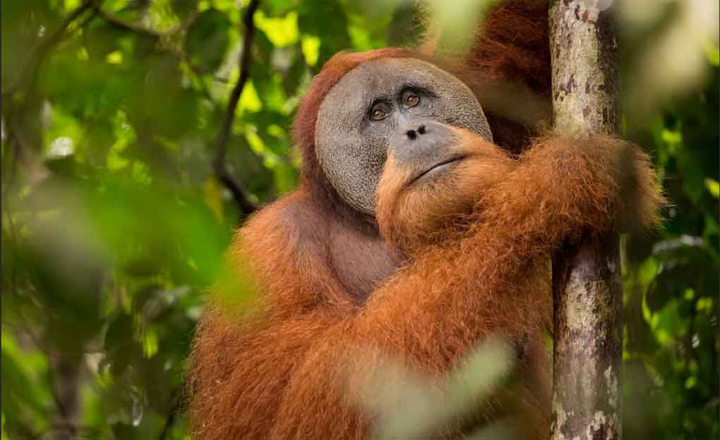 En riesgo orangutanes de Tapanuli en Sumatra - Noticias y actualidad El ...